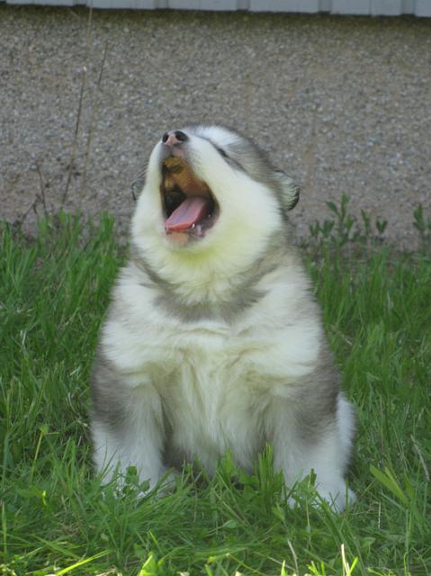 Pennut4vkweeks 160.JPG - 4 weeks